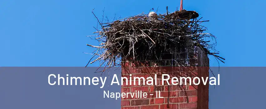 Chimney Animal Removal Naperville - IL