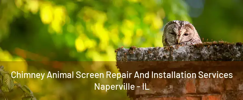 Chimney Animal Screen Repair And Installation Services Naperville - IL